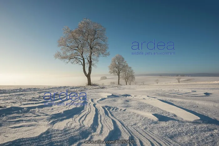: Trees in winter landscape with snow drifts, Konstanz : Trees in winter landscape with snow drifts, Konstanz