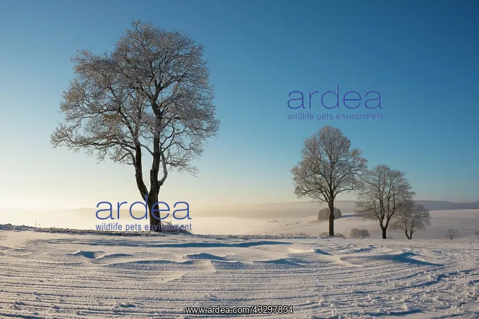 : Trees in winter landscape with snow drifts, Konstanz : Trees in winter landscape with snow drifts, Konstanz