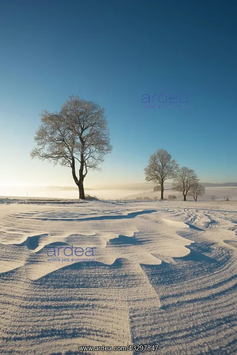  : Trees in winter landscape with snow drifts, Konstanz