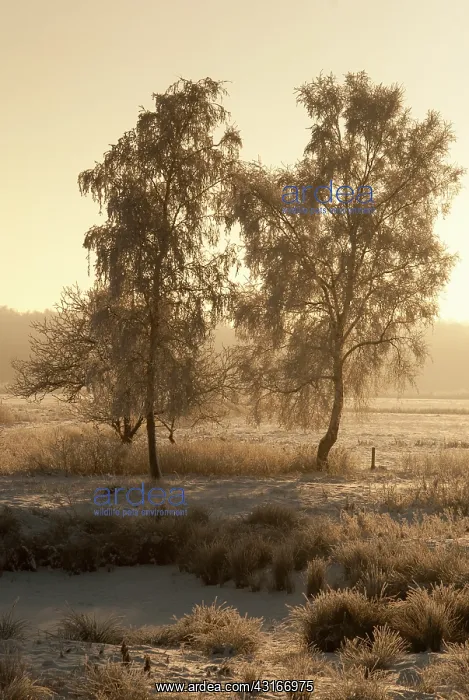 : Trees in winter landscape at sunrise : Trees in winter landscape at sunrise