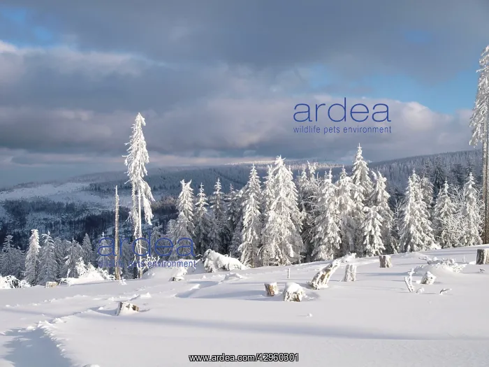 : Trees in winter snow : Trees in winter snow
