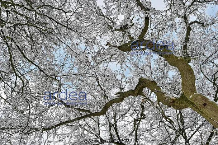 : Treetops covered with snow : Treetops covered with snow