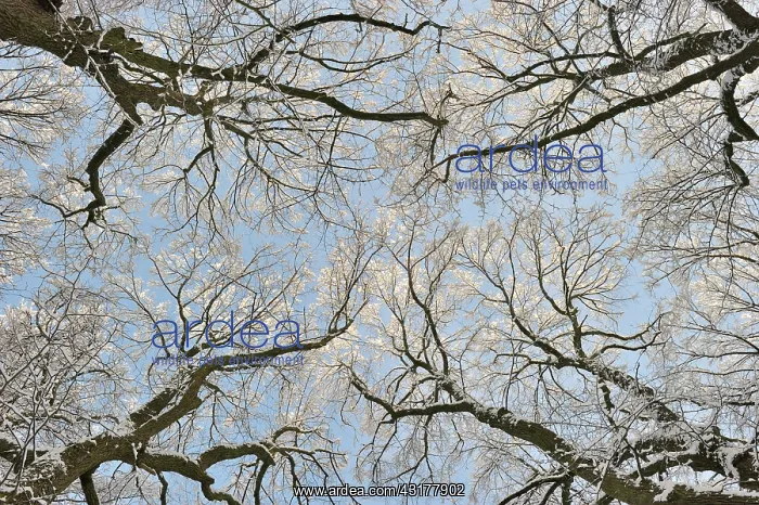 : Treetops covered with snow : Treetops covered with snow