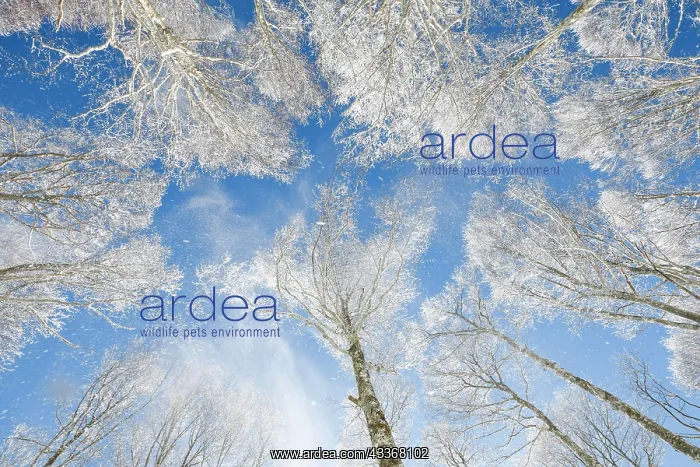 : Treetops of deeply snow-covered beech forest in : Treetops of deeply snow-covered beech forest in