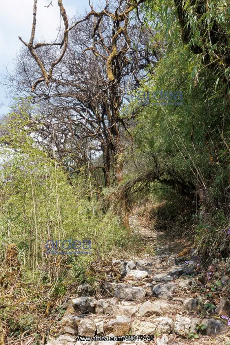 : Trekking trail in Nepal to Sandakhphu : Trekking trail in Nepal to Sandakhphu