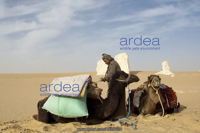 : Trekking in the white desert Egypt : Trekking in the white desert Egypt
