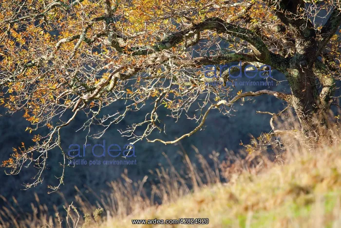 : Trenant Wood - Autumn : Trenant Wood - Autumn