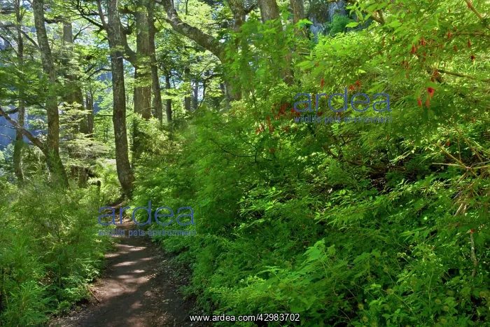 : Tres Lagos Trail - the Three Lakes Trail leads : Tres Lagos Trail - the Three Lakes Trail leads