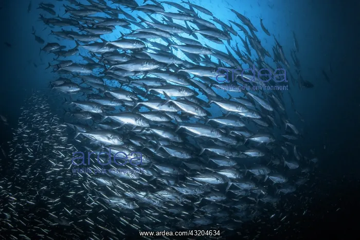 : Trevalys shool, Koh Tachai, Similan Islands, Thailand : Trevalys shool, Koh Tachai, Similan Islands, Thailand