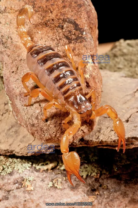 : Tri-Color Burrowing Scorpion, Opistothalmus : Tri-Color Burrowing Scorpion, Opistothalmus