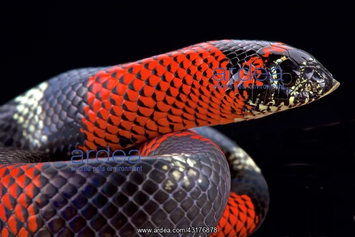 : Tri-color hognose snake (Lystrophis pulcher), Brazil : Tri-color hognose snake (Lystrophis pulcher), Brazil