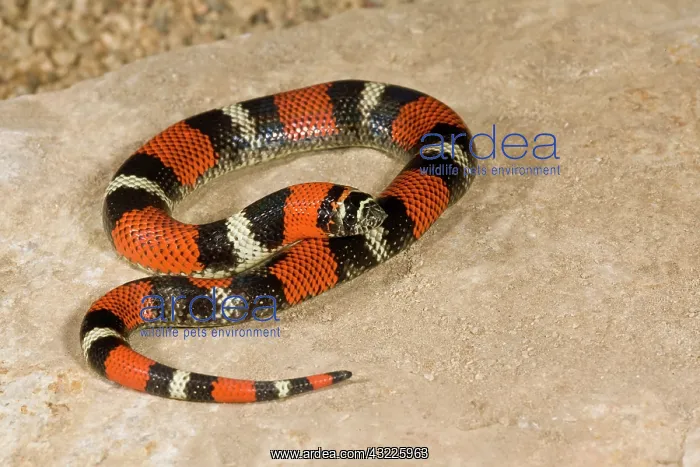 : Tri Color Hognose Snake, Lystrophis semicinctus : Tri Color Hognose Snake, Lystrophis semicinctus