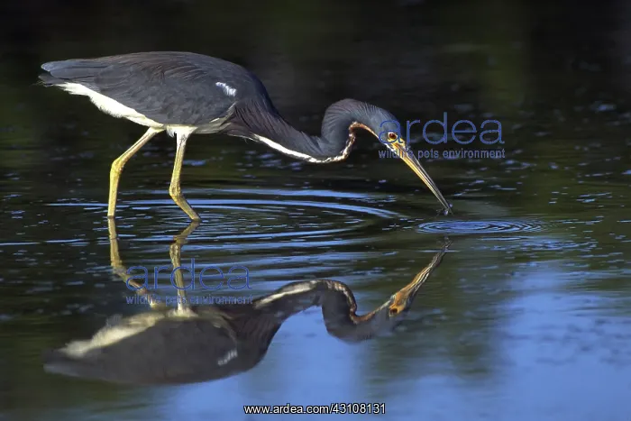 : Tri-colored heron : Tri-colored heron