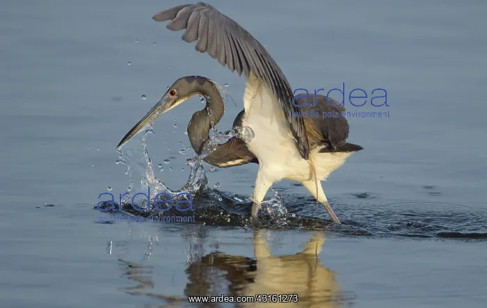 : Tri-colored Heron : Tri-colored Heron