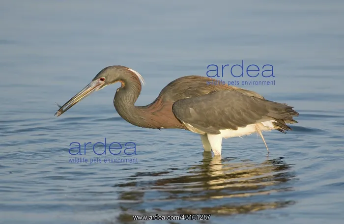 : Tri-colored Heron : Tri-colored Heron