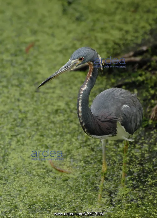 : Tri-colored Heron : Tri-colored Heron