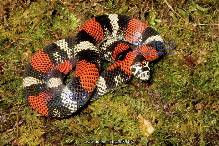 : Tri-colored Hognose Snake : Tri-colored Hognose Snake