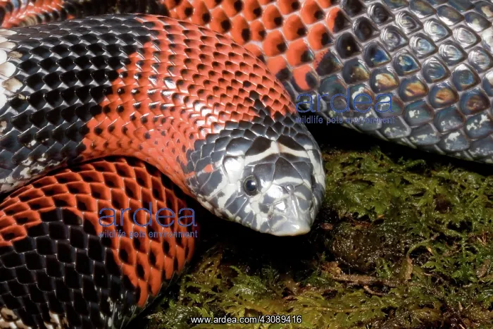 : Tri-colored Hognose Snake : Tri-colored Hognose Snake
