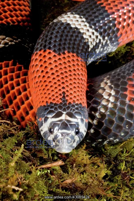 : Tri-colored Hognose Snake : Tri-colored Hognose Snake