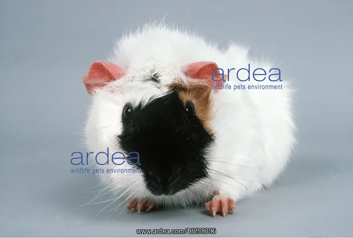  : TRI-COLOURED ABYSSINIAN GUINEA PIG
