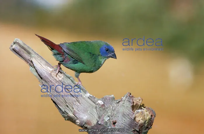 : Tri-coloured / Blue-faced / Blue-headed Parrot Finch : Tri-coloured / Blue-faced / Blue-headed Parrot Finch
