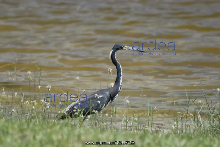 : Tri-coloured Heron in breeding plumage : Tri-coloured Heron in breeding plumage