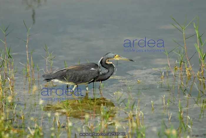  : Tri-coloured Heron in breeding plumage
