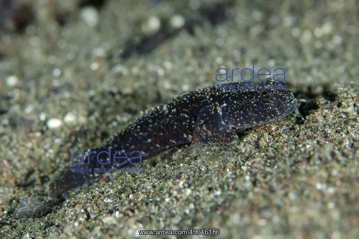 : Trianglespot Drombus : Trianglespot Drombus