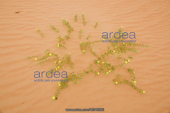  : Tribulus flowers growing on sand dune