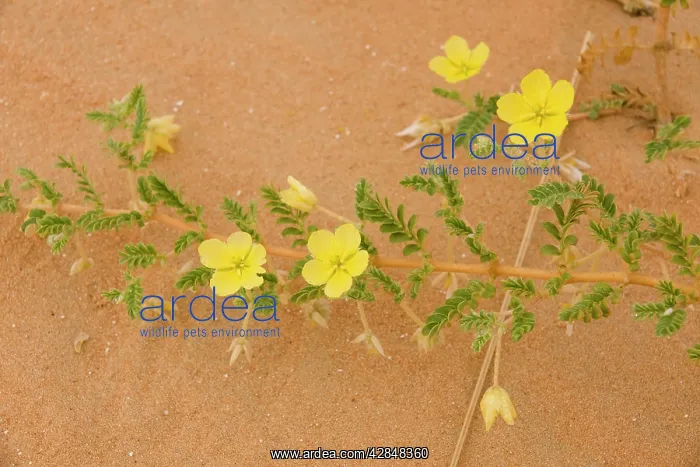 : Tribulus flowers growing on sand dune : Tribulus flowers growing on sand dune