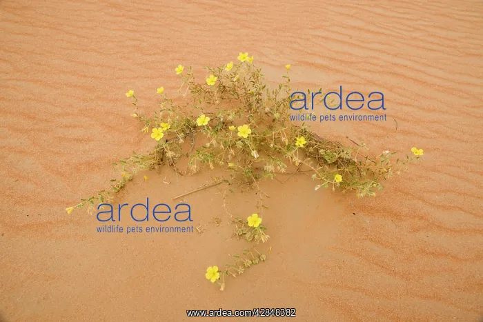 : Tribulus flowers growing on sand dune : Tribulus flowers growing on sand dune