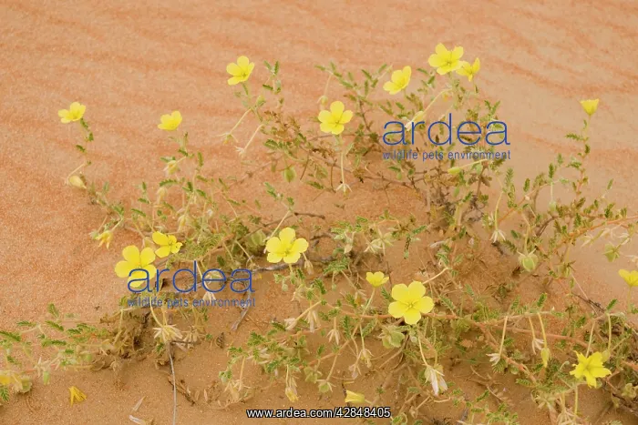 : Tribulus flowers growing on sand dune : Tribulus flowers growing on sand dune