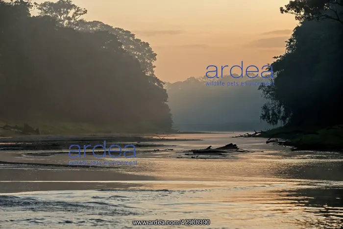 : Tributary creek of the Rio Negro - at sunrise : Tributary creek of the Rio Negro - at sunrise