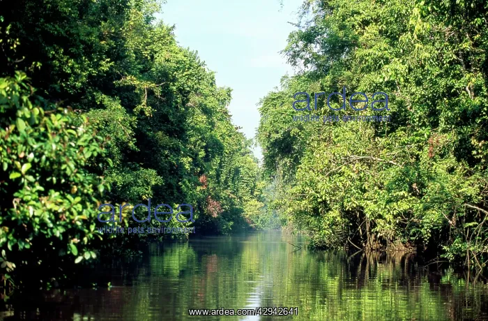 : Tributary of Kinabatangan river : Tributary of Kinabatangan river