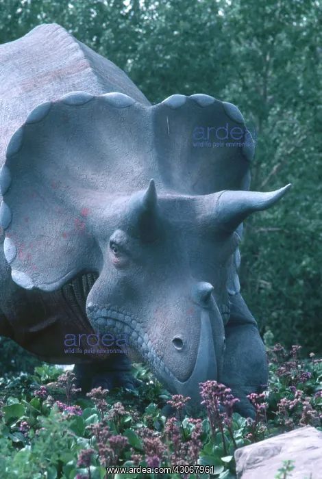 : Triceratops : Triceratops