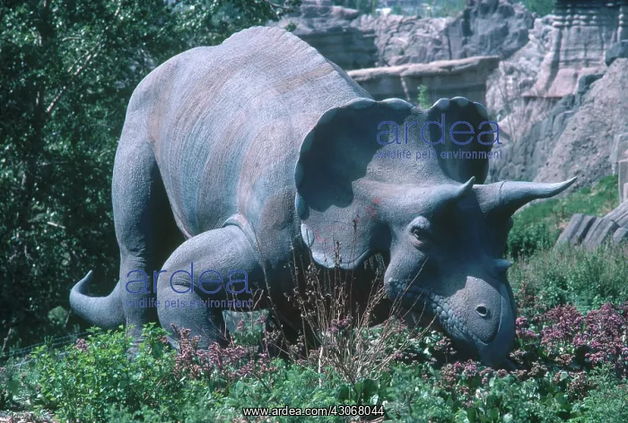: Triceratops : Triceratops