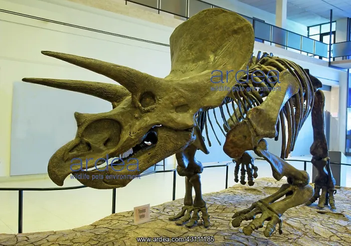 : Triceratops : Triceratops