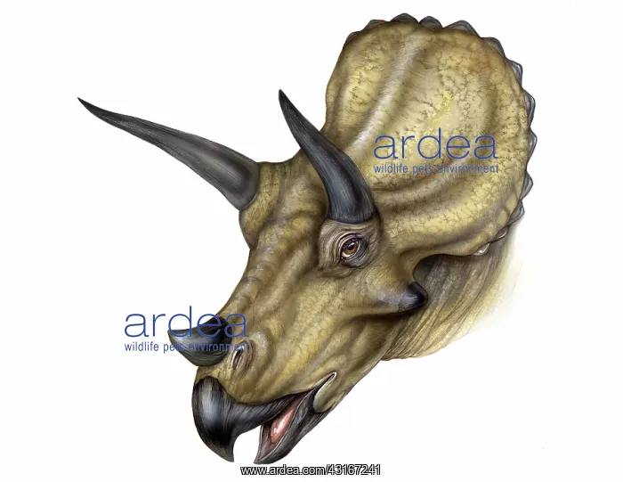 : Triceratops : Triceratops