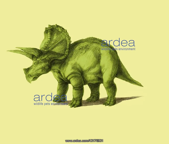 : Triceratops : Triceratops