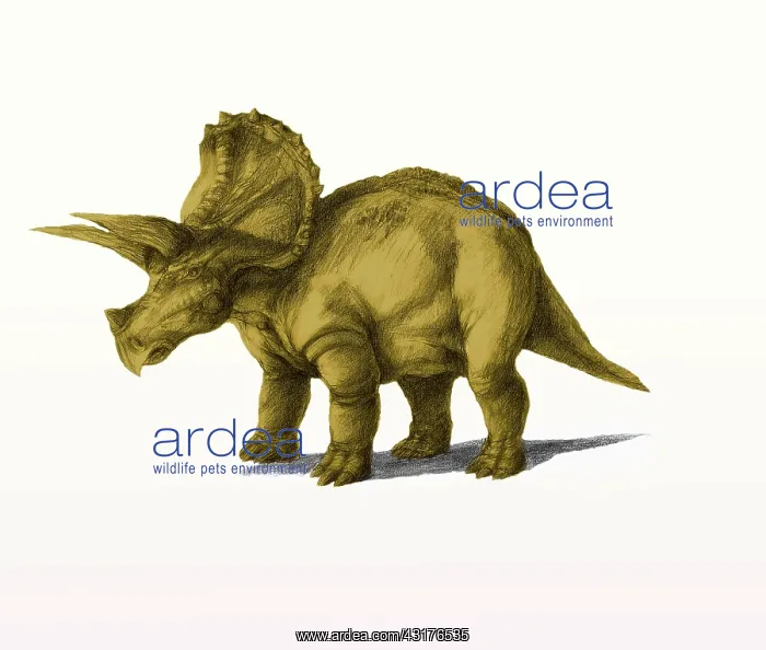 : Triceratops : Triceratops