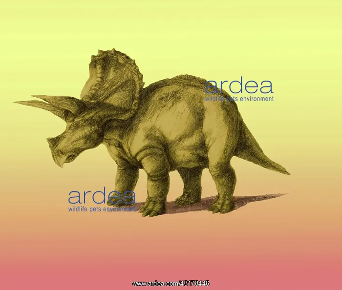 : Triceratops : Triceratops