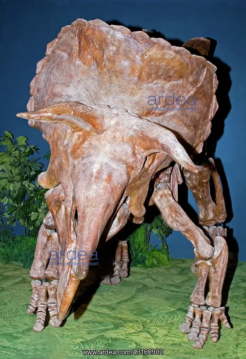 : Triceratops Dinosaur : Triceratops Dinosaur