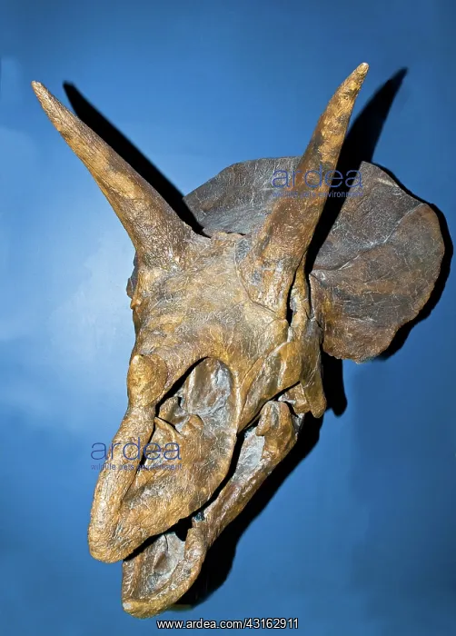 : Triceratops Dinosaur : Triceratops Dinosaur