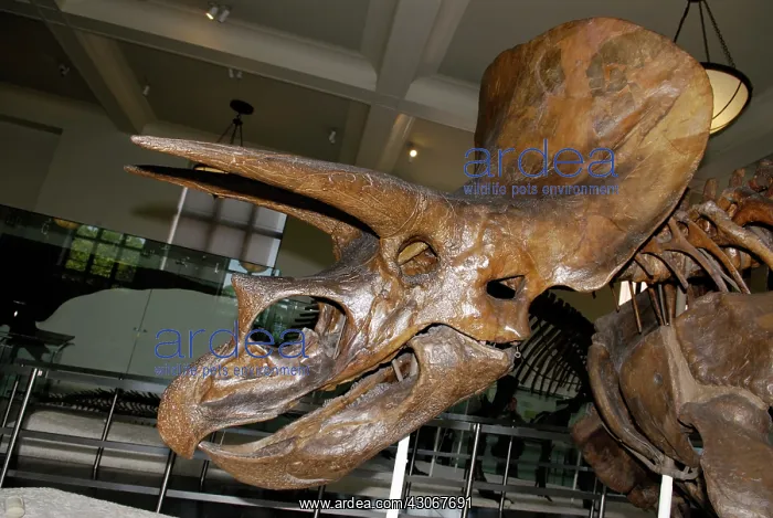: Triceratops horridus : Triceratops horridus