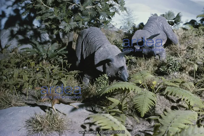 : Triceratops and Ornithomimus : Triceratops and Ornithomimus