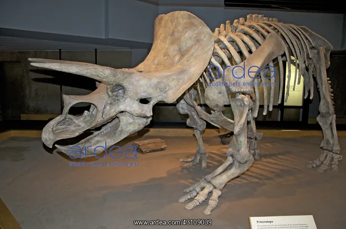 : Triceratops Skeleton : Triceratops Skeleton
