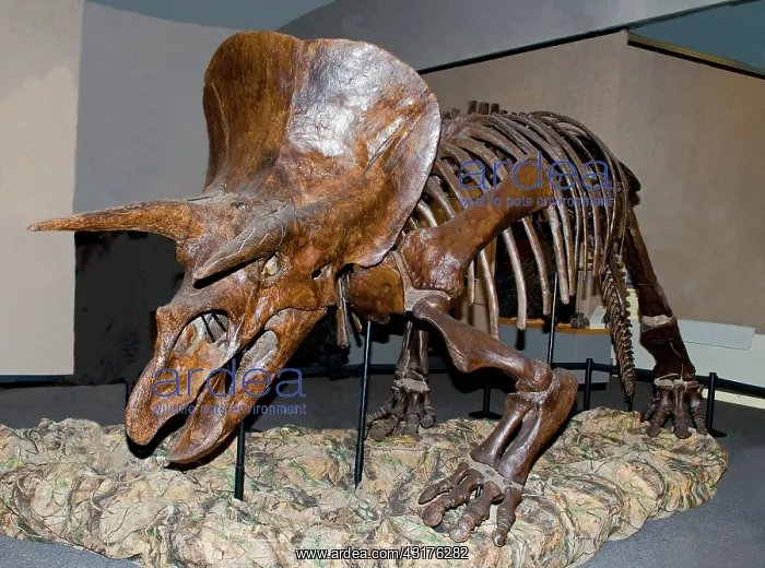 : Triceratops Skeleton : Triceratops Skeleton