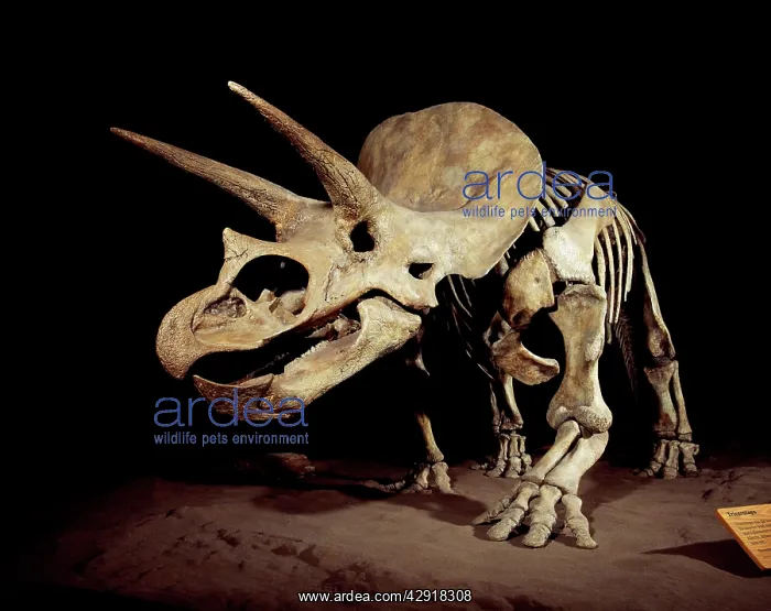 : TRICERATOPS SKELETON - Triceratops Dinosaur Skeleton : TRICERATOPS SKELETON - Triceratops Dinosaur Skeleton