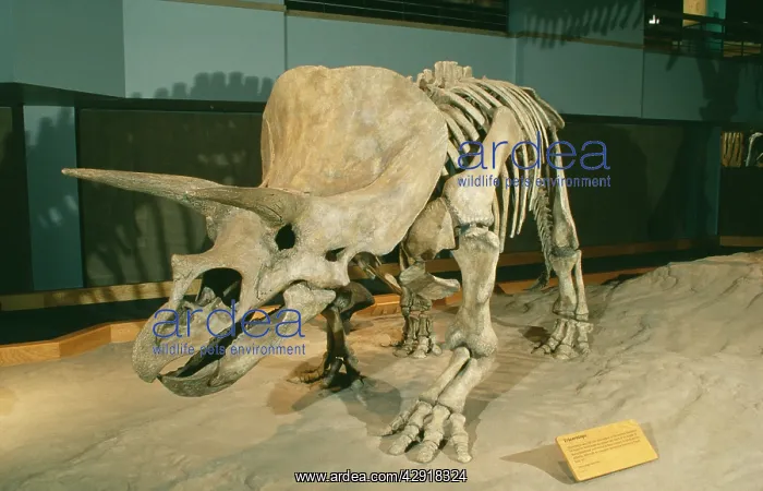: TRICERATOPS SKELETON - Triceratops Dinosaur Skeleton : TRICERATOPS SKELETON - Triceratops Dinosaur Skeleton