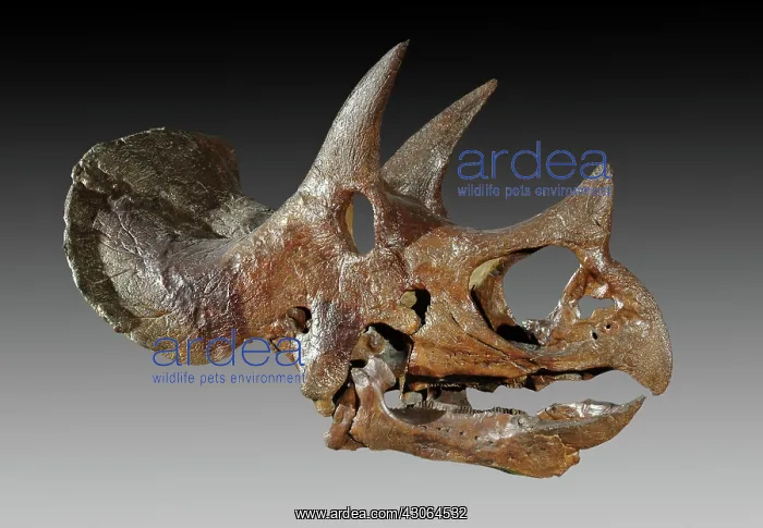 : Triceratops skull : Triceratops skull